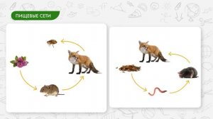 Пищевые связи в сообществах