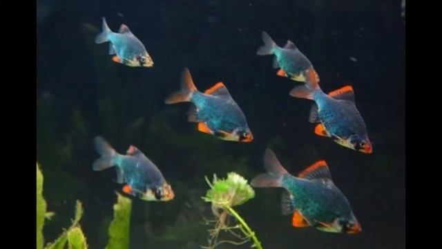 Рыбка Барбус смотреть онлайн