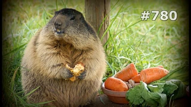 #780. Суслики и сурки (В мире животных) смотреть онлайн