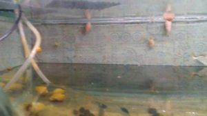 Кормление улиток ампулярий ?