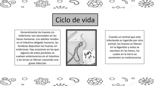 Capillaria hepatica смотреть онлайн