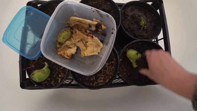 Как прорастить семена и посадить МАНГО (MANGO) смотреть онлайн