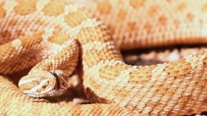 Wildlife - 5120 x 1440 - Ultra Wide Movie - 32:9