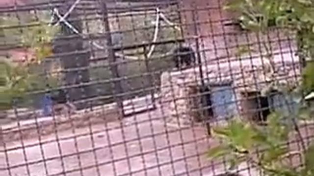 Ялта зоопарк смотреть онлайн