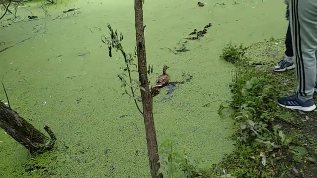 И это Москва? Один из притоков Яузы, в Ростокино. А Яуза - самый крупный приток Москва - реки. смотреть онлайн