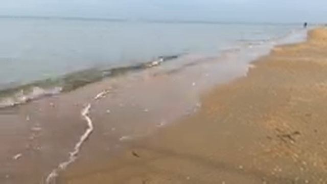 Прогулка к морю, искали монетки. Пинпоинтер в деле. смотреть онлайн