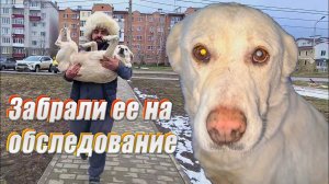 Старенькую собаку выкинули на улицу, все морозы она спала на земле.Я забрала ее на обследование.