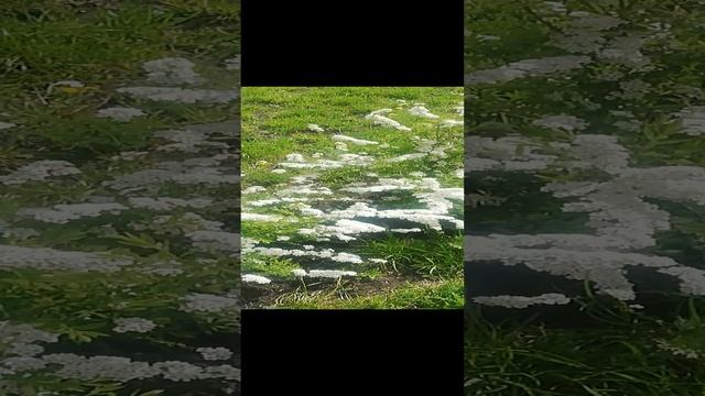 Всё в цвету.. ?