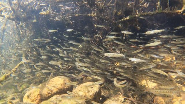 연어(Oncorhynchus keta) 치어 무리 смотреть онлайн