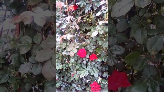 Треснула прививка, загущенность посадки, на примере плетистой розы "Сантана", уход и описание. смотреть онлайн