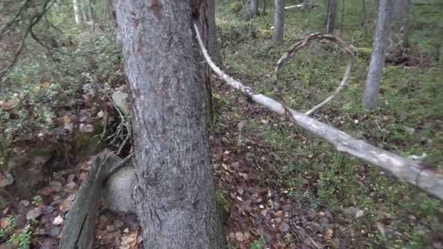 ПРОГУЛКА С БАТРАКОМ. СИЛКИ НА РЯБЧИКА. смотреть онлайн