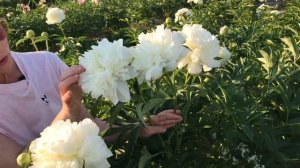 Duchesse de Nemours peony. Дюшес де Немур пион. Пулков сад 2021