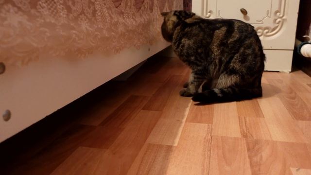 Взрослый кот не принимает котенка. Кот напал на меня. смотреть онлайн