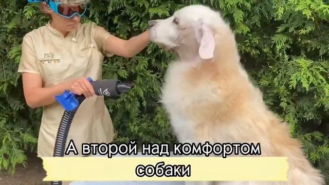 Уход за собакой в возрасте | Этой старушке 14 лет смотреть онлайн
