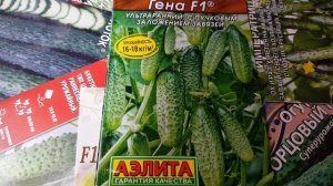 100% ультраранний, супер урожайный гибрид огурца КРОКОДИЛ ГЕНА. #8#