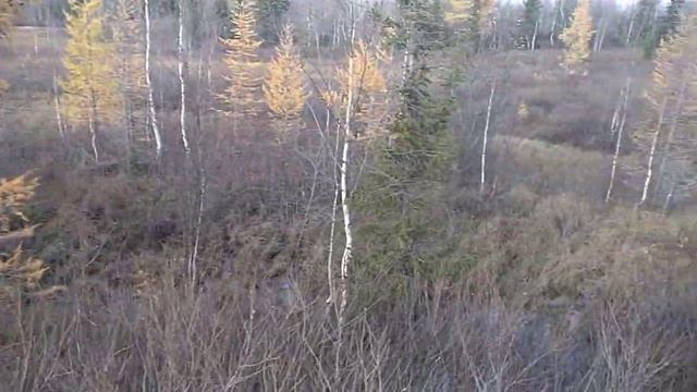 Тихая моя родина. Кавер на баяне в исп. Н. Харлова смотреть онлайн