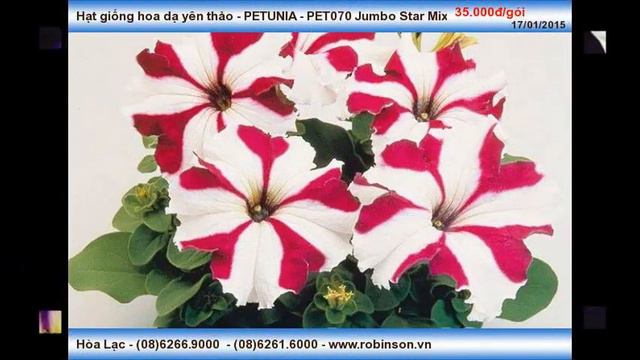 Hạt giống dạ yên thảo nhiều màu - PETUNIA - PET070 Jumbo Star смотреть онлайн