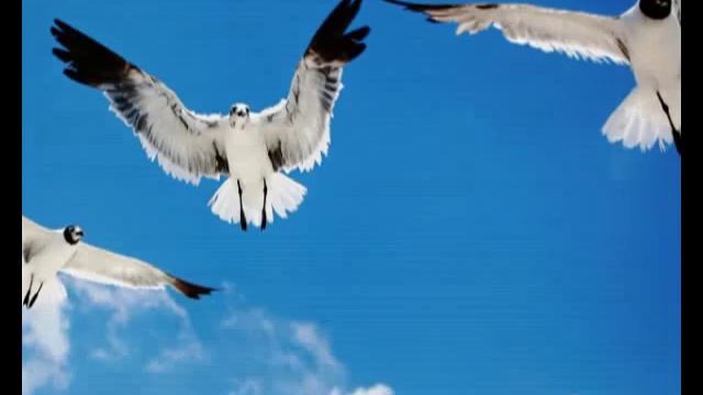 Перелетные птицы # песня rus смотреть онлайн