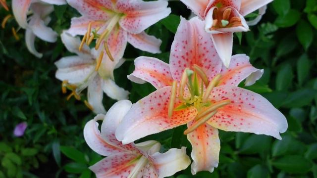 Lily Garden Tour // Northlawn Flower Farm