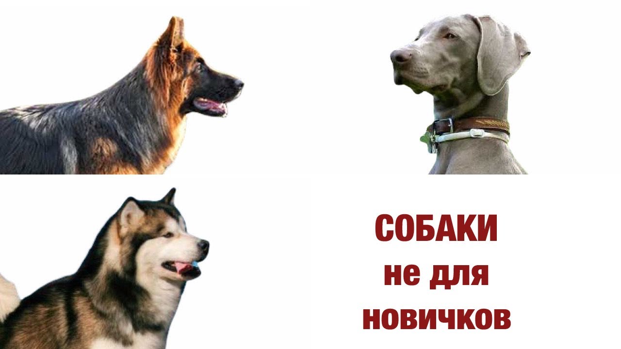 Эти породы собак не подходят новичкам! смотреть онлайн