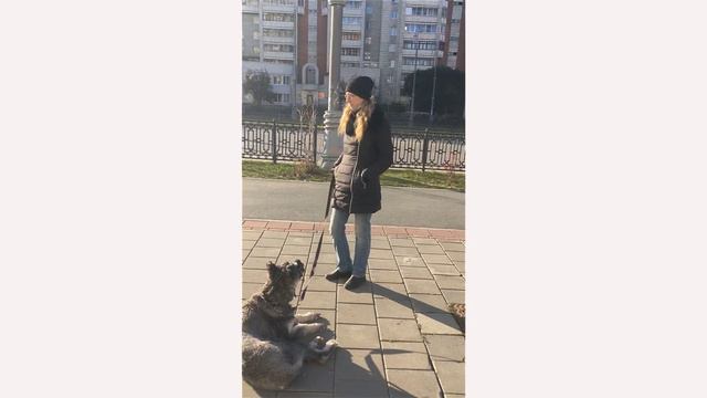Влог Первая прогулка щенка с собакой смотреть онлайн