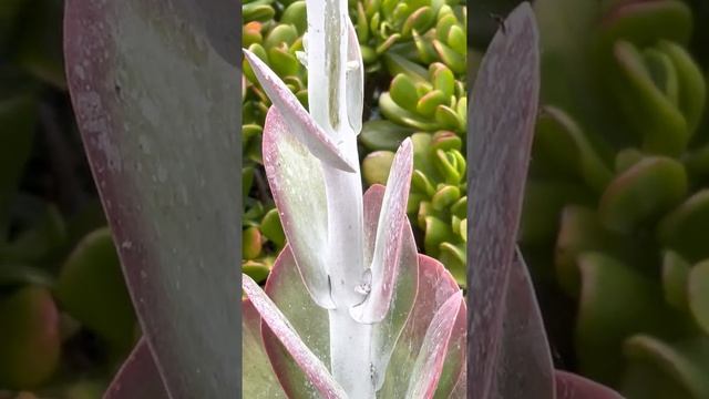 Succulent With Flowers - Echeveria sp ( Part 1 ) смотреть онлайн