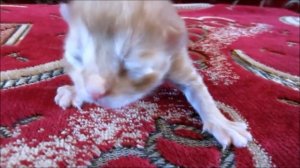 Новорожденный рыжий котёнок. Newborn red kitten