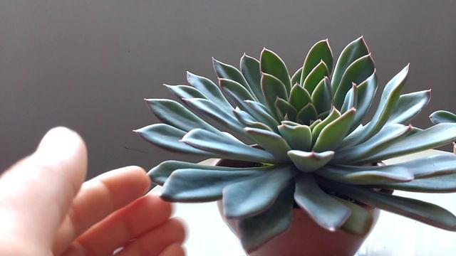 CONHEÇA A ECHEVERIA ADORN! смотреть онлайн