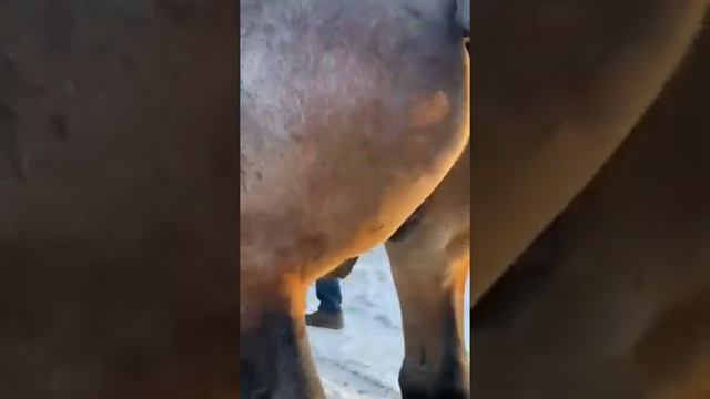 Разбаш меняет место жительства. смотреть онлайн