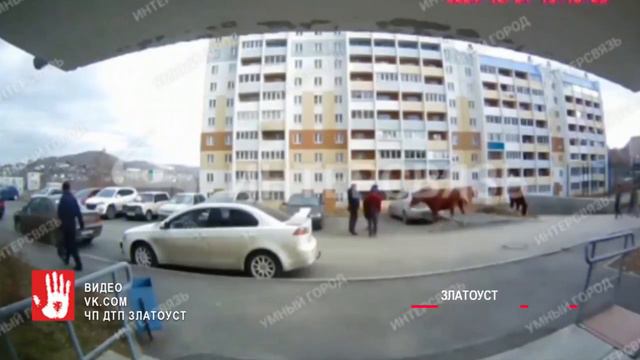 В Златоусте лошадь напала на людей во дворе многоэтажки смотреть онлайн