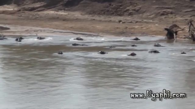 Luangwa River - Zambia Safari - Canon Legria HF M46 смотреть онлайн