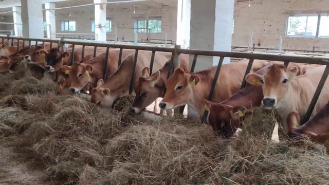 Датские племенные нетели Джерси на карантине в Московской области. смотреть онлайн