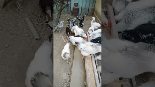 Куры несушки Адлер, астролоп,борвистая и многие другие Северный Казахстан ?? Петропавловск смотреть онлайн