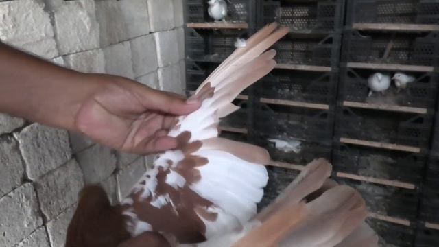 Бакинские голуби Наримана в Баку Новханы! смотреть онлайн