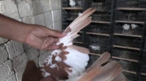 Бакинские голуби Наримана в Баку Новханы!