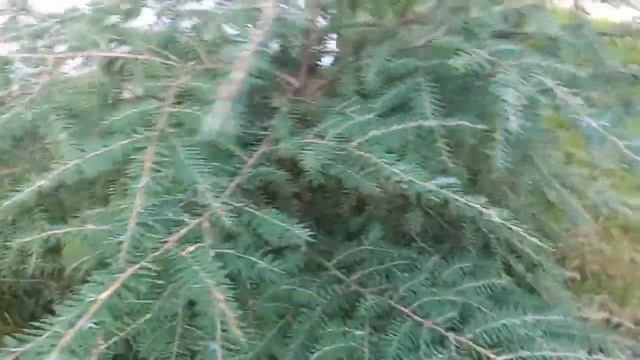 Хвойные растения в саду Ч.4. Conifers in garden Part 4. смотреть онлайн