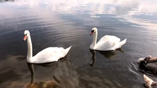 Лебеди 🦢 на пруду «Чигарев» смотреть онлайн