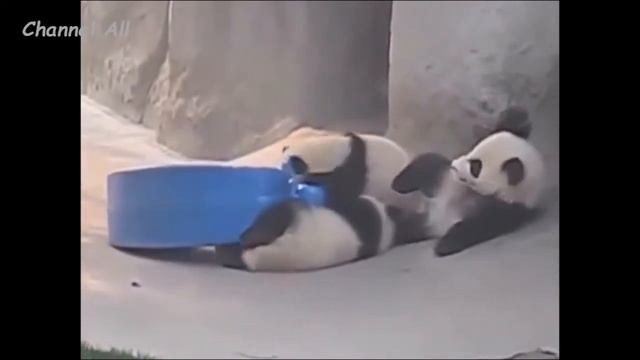 Панды! Смешные и Милые! Funny Panda Забавная Видео Подборка 1 смотреть онлайн