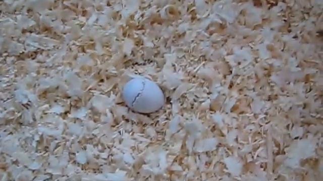 Народження хвилястого папужки, рождение волнистого попугая birth of wavy parrot смотреть онлайн