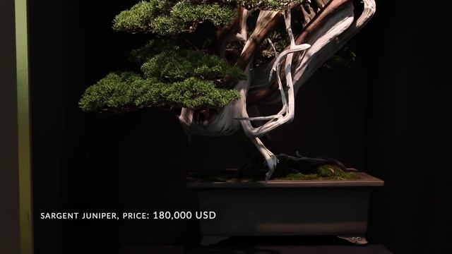The $350,000 Bonsai tree смотреть онлайн