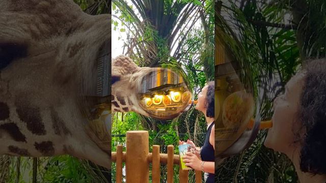 Туры на Бали Бангкок Куала Лумпур Сингапур Бали #отдых #путешествия #travel #туризм #2024 #отпуск смотреть онлайн