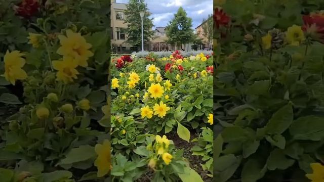 Веселые ребята . Однолетние георгины смотреть онлайн