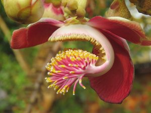 «КУРУПИТА ГВИАНСКАЯ» РЕЛАКС АРТ-ТЕРАПИЯ ИМПРОВИЗАЦИЯ композитор Виктор Анохин #instrumentalmusic