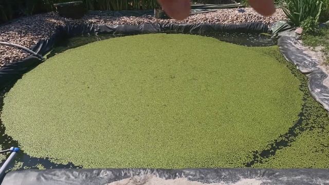 Пруд. Пруд на участке. Искусственный водоем. Ряска. Биоплато. Песочный фильтр. Очистка воды в пруду