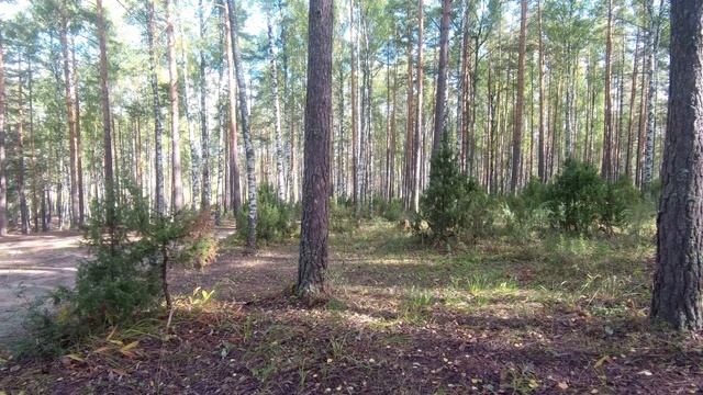 Когда в лесу нет грибов Продолжение. смотреть онлайн