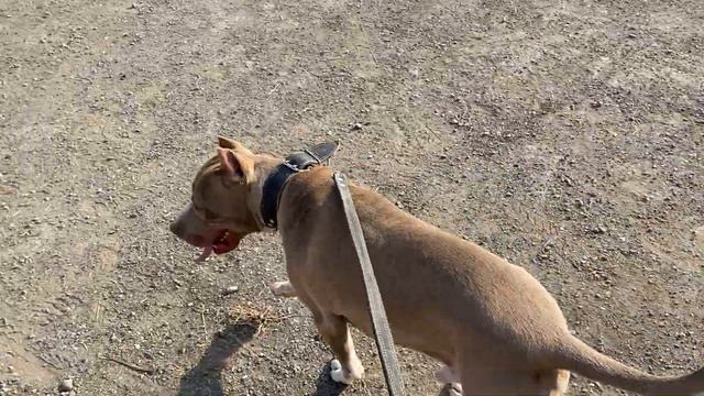 Питбуль Ред утренняя прогулка, Pitbull Red morning walk🦮 смотреть онлайн