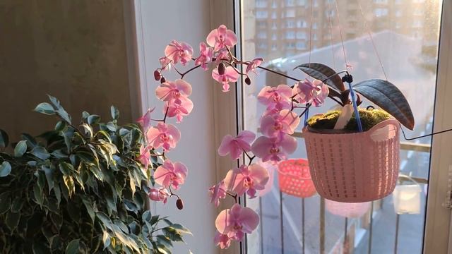 ЦВЕТЕНИЕ ШИЛЛЕРИАНЫ в 2022 г., Phalaenopsis SHILLERIANA без СЛОВ, ТОЛЬКО МУЗЫКА! #RELAX смотреть онлайн