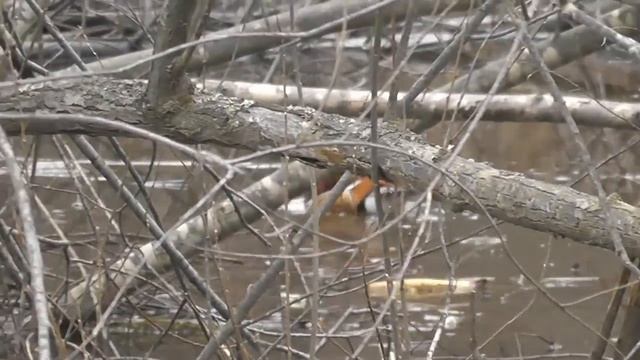 Дикая утка мандаринка весной видео!!! смотреть онлайн