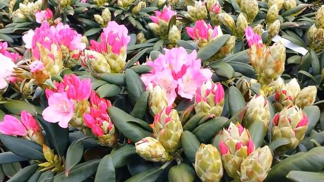 Best Garden Shrubs, Rhododendron Kalinka