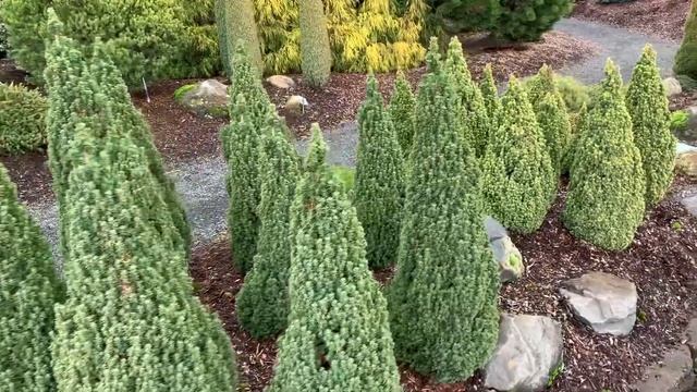 Picea glauca 'Pixie Dust' Miniature Alberta Spruce January 31, 2020 смотреть онлайн
